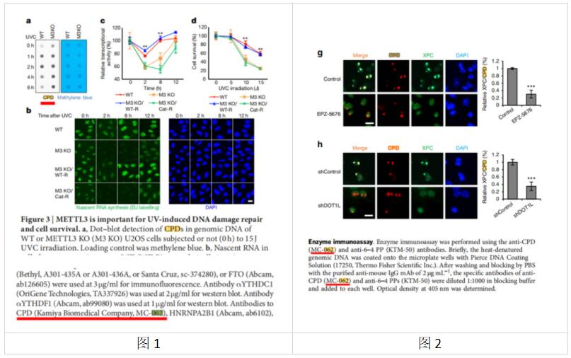 Nature文章使用认证Kamiya艾美捷抗胸腺嘧啶二聚体单抗方案