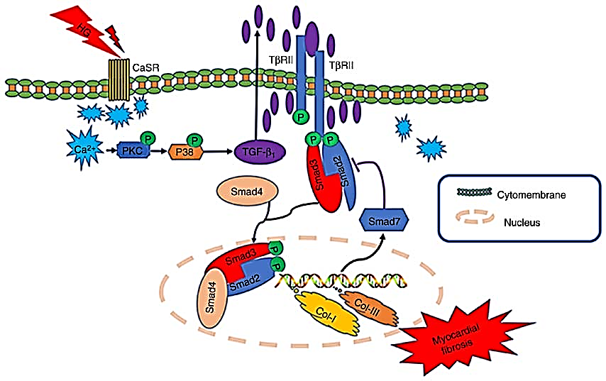 细胞活性研究常用荧光探针大全