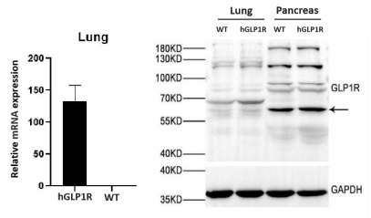 hGLP1R全人源化小鼠模型