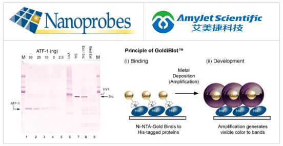 Nanoprobes丨GoldiBlot ™ 用于 His-tag 检测方案 Nanoprobes丨GoldiBlot ™ 用于 His-tag 检测方案