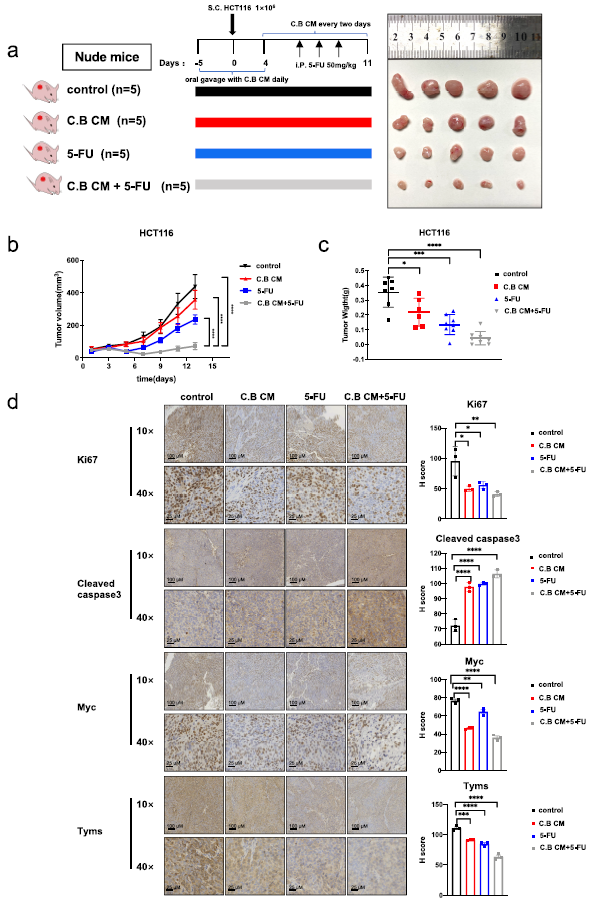 客户案例 | Gut microbes (IF 12)：中山六院李孟鸿教授团队揭示C.B对结直肠癌的治疗潜力