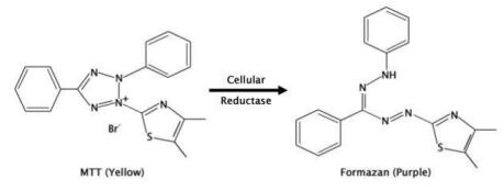 说明书丨艾美捷MTT细胞增殖检测试剂盒介绍