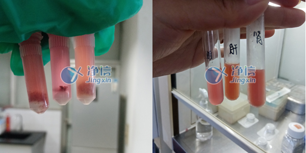净信单细胞悬液制备仪｜制备小鼠肝、肾、脾的单细胞悬液实验