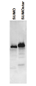 LifeSensors-抗SUMO/SUMOstar抗体现货促销，为科研助力，为成本减负！