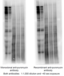 Kerafast的EQ0001抗体Anti-Puromycin [3RH11] Antibody现货促销