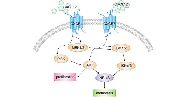 CXCR4：G蛋白偶联受体（GPCR）家族，再出肿瘤免疫治疗新药！