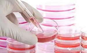 简析透析胎牛血清的应用