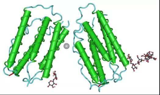 干扰素：来源、去处、机制与疾病