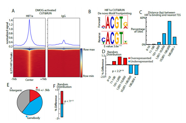 CUT&RUN丨绘制全基因组图从未如此轻松~
