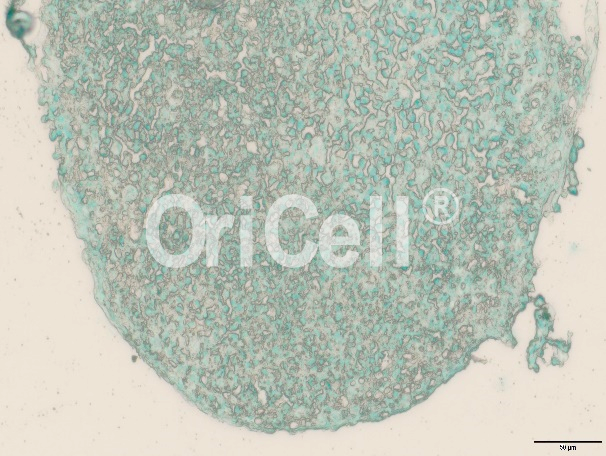 虽然一“墩”难求，但是间充质干细胞的漂亮软骨球立刻有！