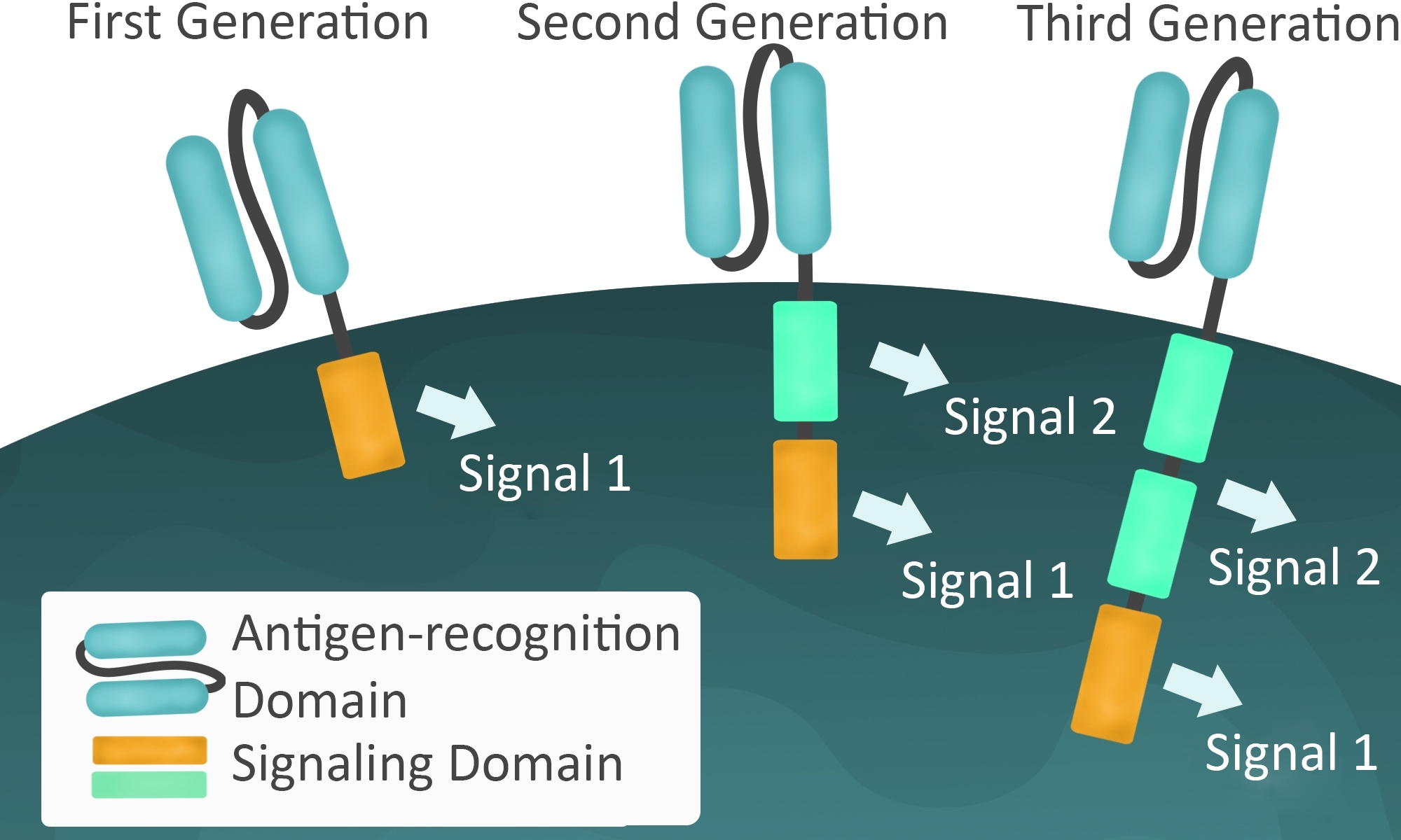 Cat T细胞治疗工具-BPS Bioscience