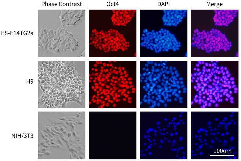 12种多能干细胞荧光检测试剂盒来了