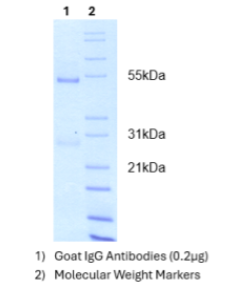 抗小鼠IgM抗体(山羊源)，助力科研加速