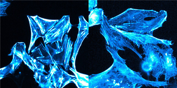 Cytoskeleton丨SPY650-FastAct-特异性标记