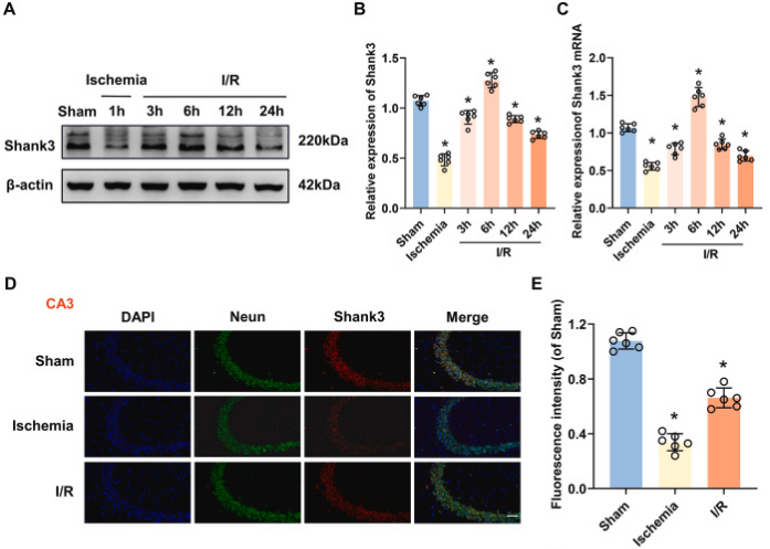 客户文献分享，IF＞11|Shank3：脑缺血再灌注损伤的守护者，揭示神经保护的新篇章