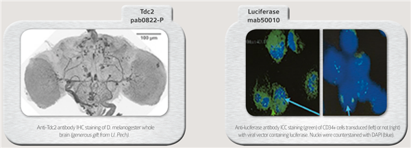 Covalab模式生物果蝇抗体应用类型&结果图鉴赏 Covalab模式生物果蝇抗体应用类型&结果图鉴赏