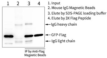 磁珠法Flag标签蛋白免疫沉淀试剂盒