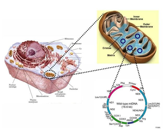 Leber遗传性视神经病变