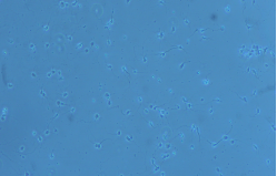 胎鼠皮层神经元的原代培养