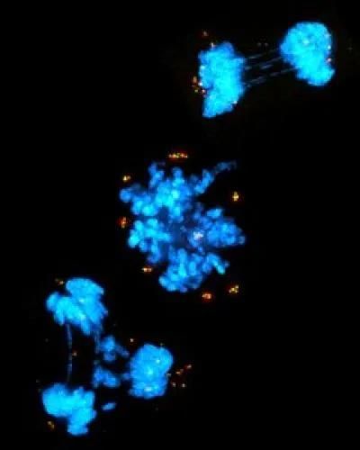 PLK4抑制剂是一个潜在的抗癌靶点