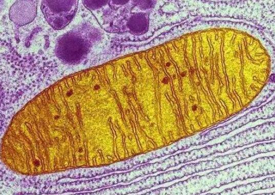 开发出准确检测细胞中缺陷线粒体的探针