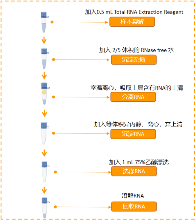 新品 | 无氯-仿的总RNA抽提试剂来了！