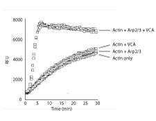 Cytoskeleton 艾美捷代理 肌动蛋白结合蛋白研究 Cytoskeleton 艾美捷代理 肌动蛋白结合蛋白研究