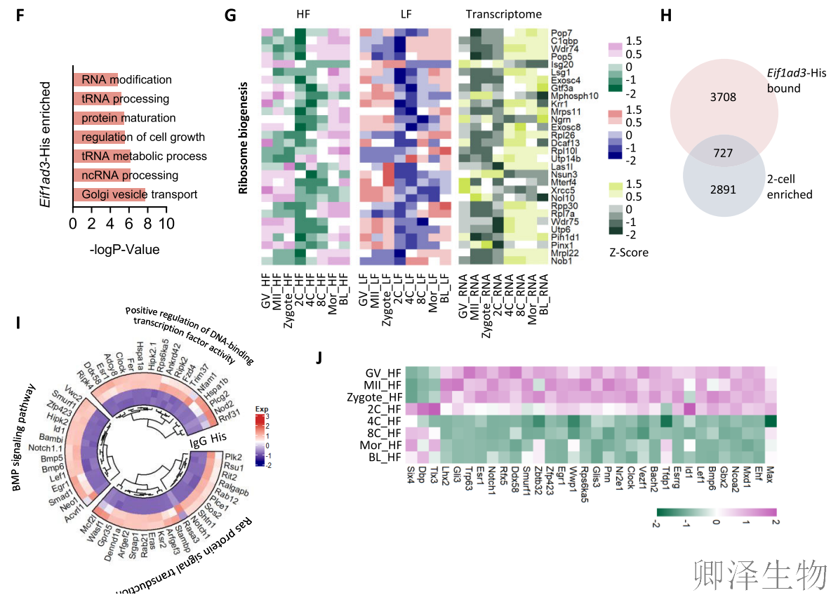 【翻译图谱】 | 解码生命最初48小时：科学家首次绘制小鼠胚胎发育翻译组高清图谱