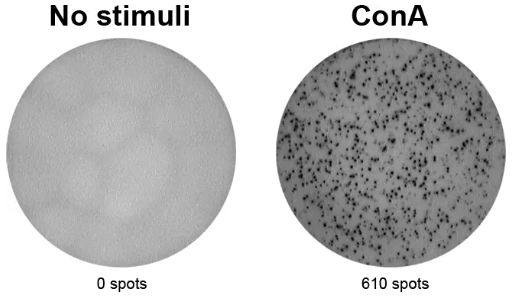 ELISpot Plus:小鼠IL-2(ALP)-科研好物低价享！