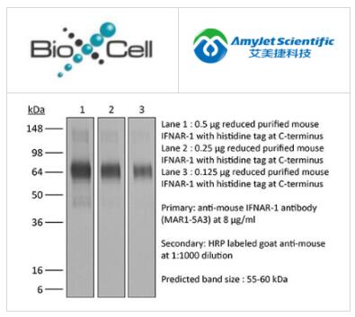 艾美捷BioXCell体内抗小鼠 IFNAR-1解决方案 艾美捷BioXCell体内抗小鼠 IFNAR-1解决方案