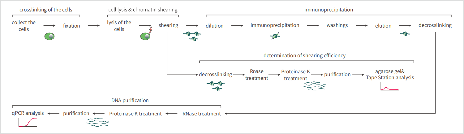 知无不「研」| 如何提升分子互作实验技能？co-IP、RIP、ChIP 傻傻分不清楚？看这一篇就够了 ～