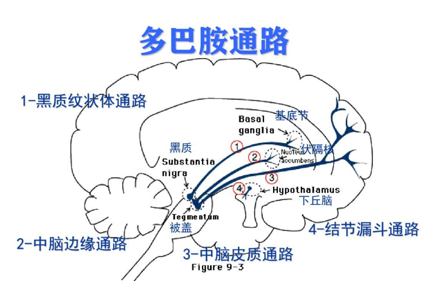 激动剂抑制剂全推荐——多巴胺受体通路