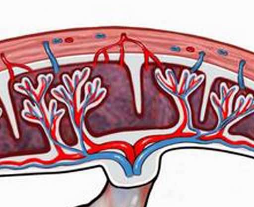 胎盘间充质干细胞来源的Exos促进高糖培养的HDFs增殖迁移