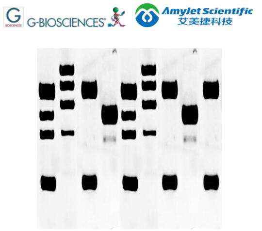 蛋白质组学丨G-Biosciences人类多组织印迹方案
