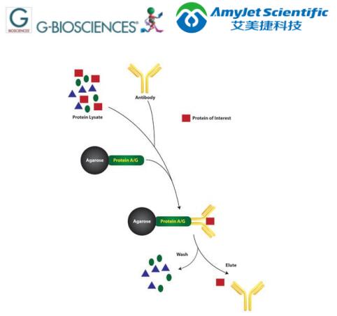 G-Biosciences免疫沉淀丨经典免疫沉淀试剂盒方案 G-Biosciences免疫沉淀丨经典免疫沉淀试剂盒方案