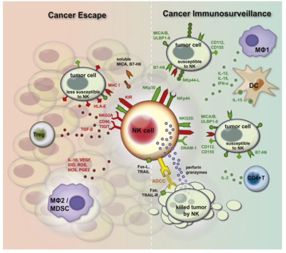 人外周血中分离NK细胞、体外扩增及功能检测