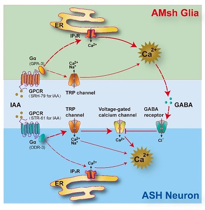 神经胶质细胞在感觉生成调控中的主动实时的作用