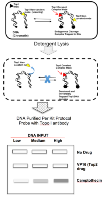人拓扑异构酶I ICE检测试剂盒(无抗体)正在促销中 人拓扑异构酶I ICE检测试剂盒(无抗体)正在促销中