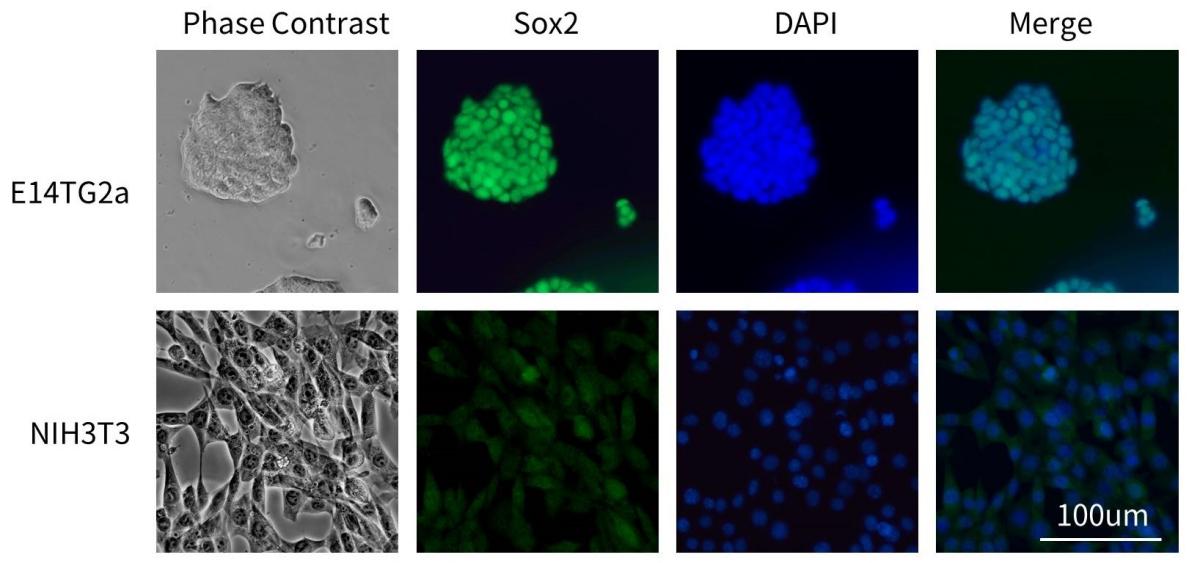12种多能干细胞荧光检测试剂盒来了