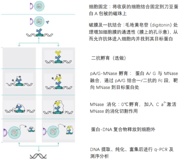 CUT＆RUN——检测蛋白-DNA相互作用的强大通用技术