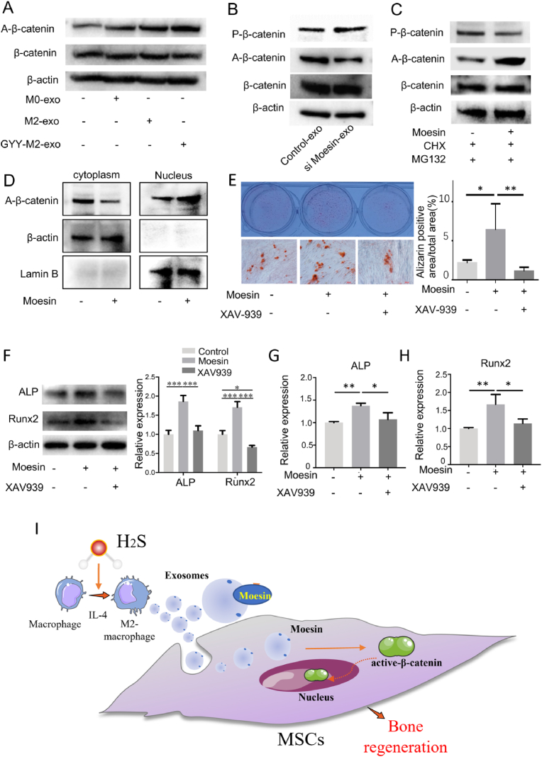 外泌体技术服务 外泌体技术服务
