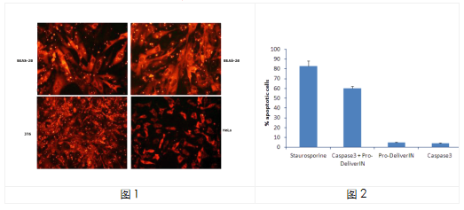 艾美捷 Pro-DeliverIN转染试剂的结果实例展示 艾美捷 Pro-DeliverIN转染试剂的结果实例展示