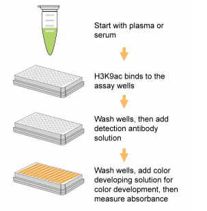 EpiQuik循环乙酰组蛋白 H3K9 ELISA试剂盒（比色法）低至 [X] 折，科研采购更划算