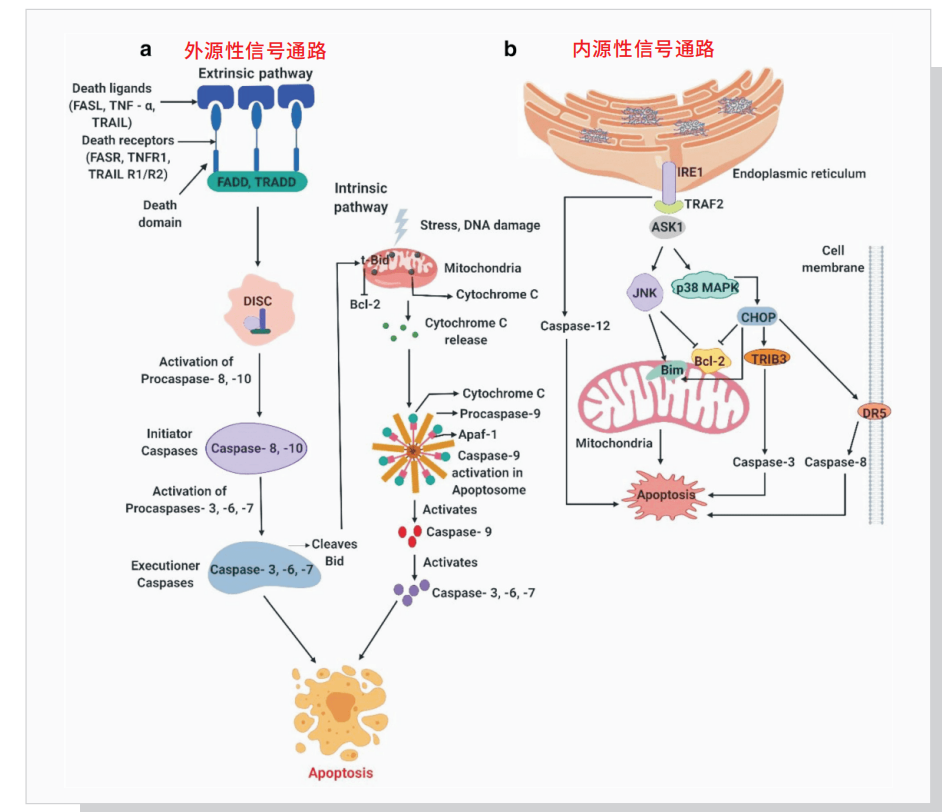 细胞死亡&细胞功能：细胞凋亡【Apoptosis】