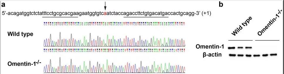 Omentin-1基因敲除小鼠
