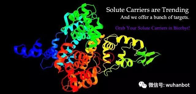 膜转运蛋白：溶质载体超家族SLC