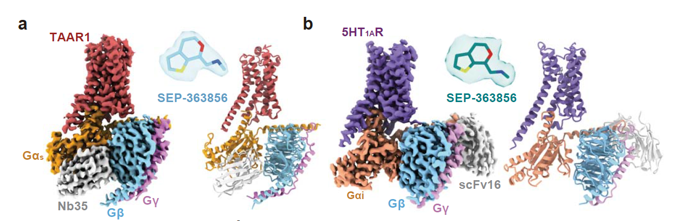 恭贺我司客户两篇Nature背靠背!揭秘TAAR1在药物成瘾和精神类疾病治疗中的巨大潜力!