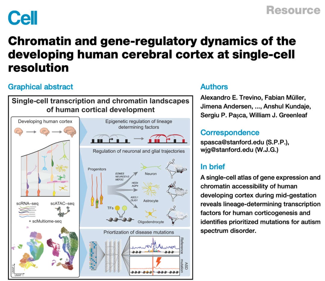 单细胞多组学应用：绘制大脑皮层发育图谱