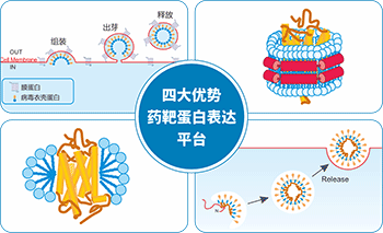 先导抗体分子发现服务