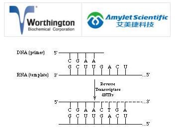Worthington艾美捷逆转录酶，重组 HIV解决方案